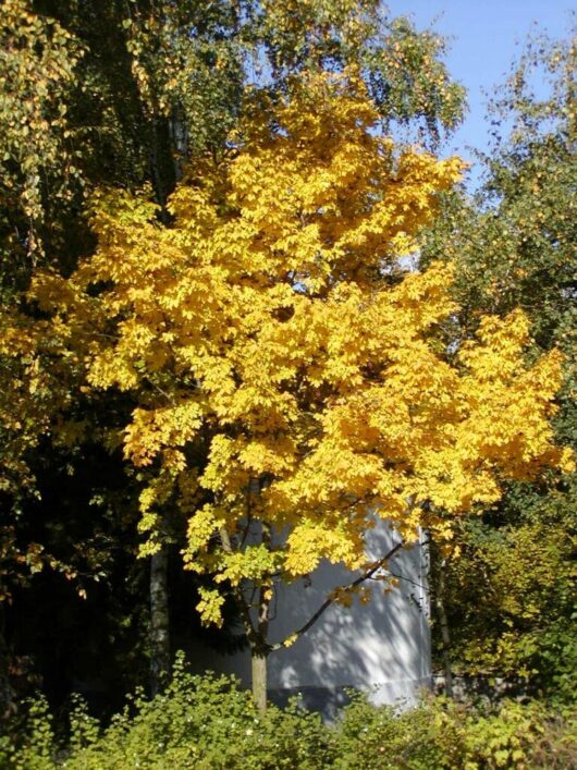 Acer 'Common Field' Maple 7" Pot