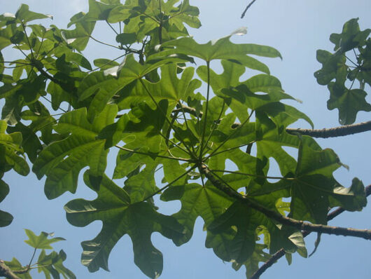 Brachychiton 'Illawarra Flame Tree'