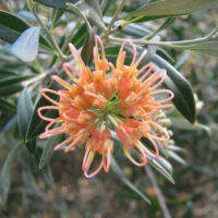 A Grevillea 'Apricot Glow' 6" Pot flower on a tree.