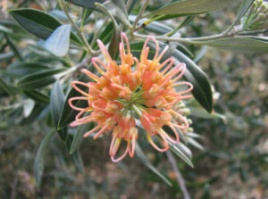 A Grevillea 'Apricot Glow' 6" Pot flower on a tree.