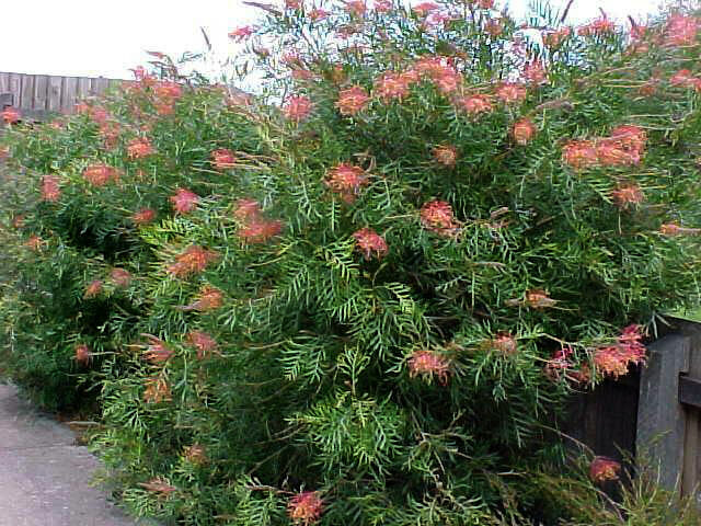 Grevillea Screen