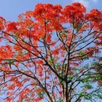 The Brachychiton 'Illawarra Flame Tree,' with its vibrant red-orange flowers and lush green leaves, stands majestically against a clear blue sky.
