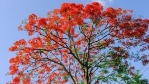 The Brachychiton 'Illawarra Flame Tree,' with its vibrant red-orange flowers and lush green leaves, stands majestically against a clear blue sky.