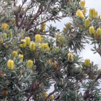 Coastal banksia flowers shrub sand beach tolerant banksia integrifolia