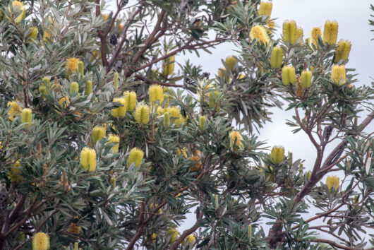 Coastal banksia flowers shrub sand beach tolerant banksia integrifolia