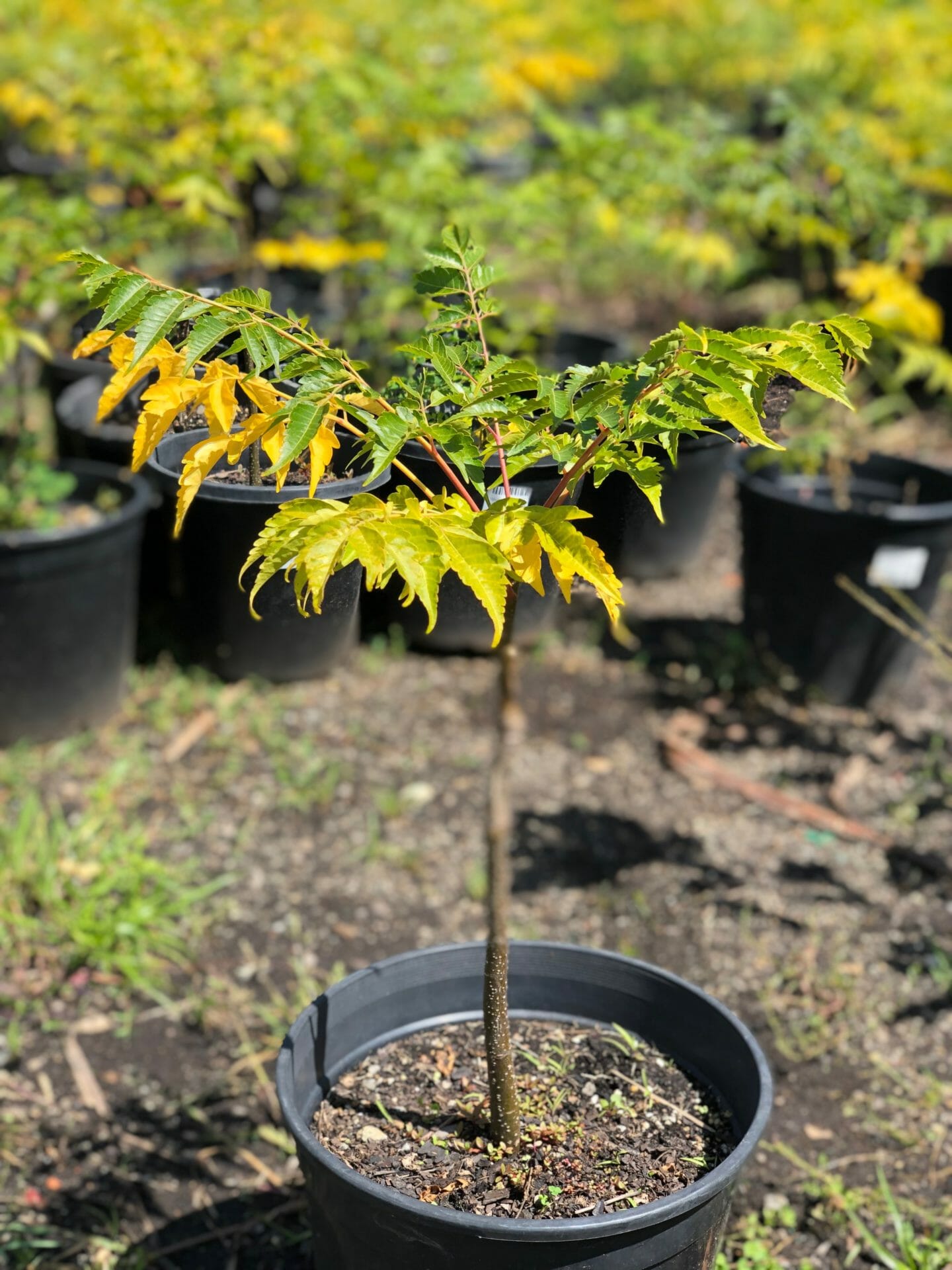 Melia White Cedar 10" Pot (Economy Grade) - Hello Hello Plants & Garden