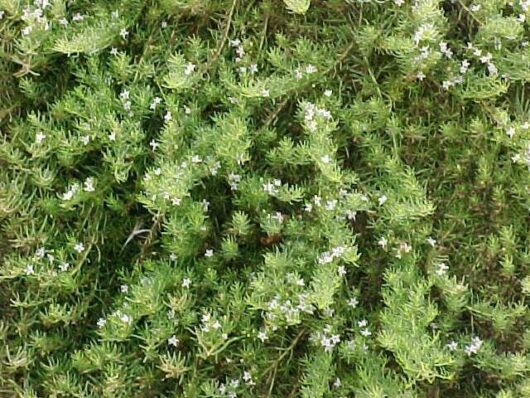 Green foliage with small white flowers.
