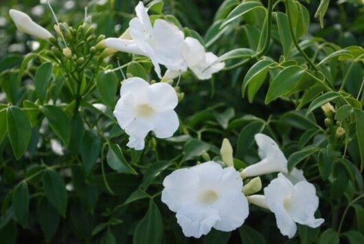 Pandorea 'Lady Di' 6" Pot, a white flowered bush with green leaves.