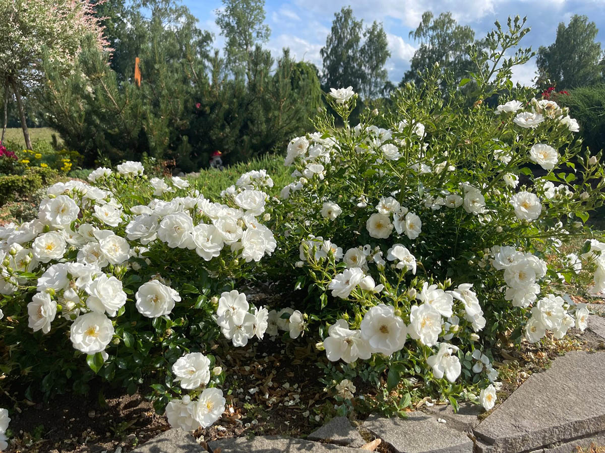 Iceberg Roses in a basic bush form in flower in the garden