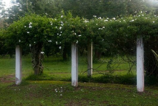 A beautiful white arbor adorned with delicate white Pandorea 'Lady Di' flowers, potted in a 6" pot.