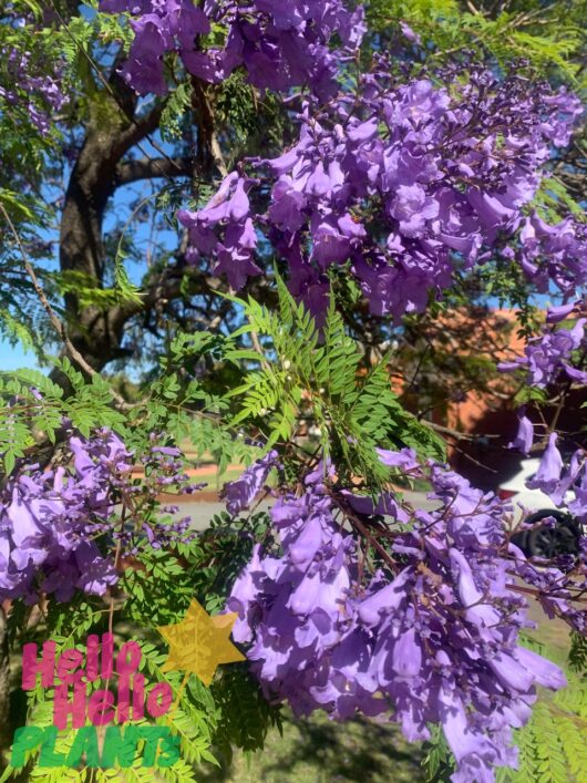 Jacaranda Tree 45L