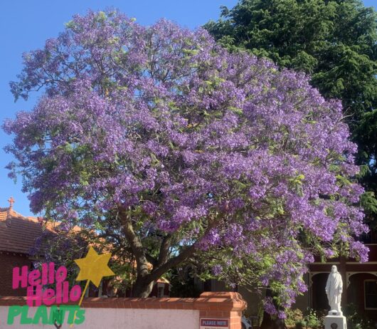 Jacaranda Tree 45L