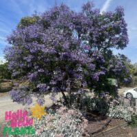 Jacaranda Tree