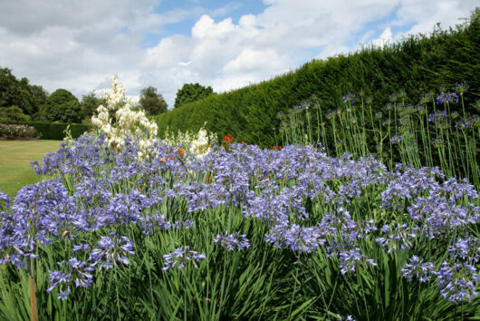 A field of Agapanthus 'Baby Blue' 3" Pot flowers and bushes.