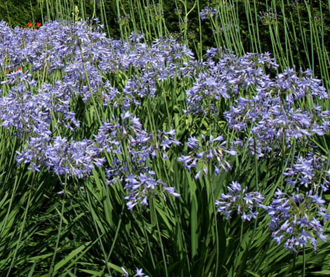 A close-up of Agapanthus 'Baby Blue' 3" Pot.