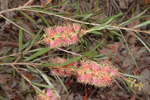 A Callistemon 'Injune' Bottlebrush 6" Pot on a branch.