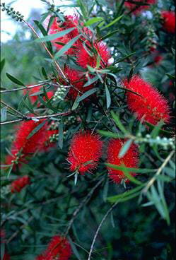 Callistemon Kings Park Special - Hello Hello Plants & Garden Supplies