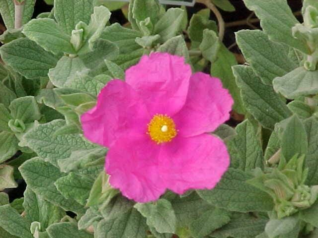 Cistus Rock Rose