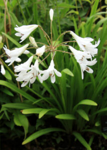A bunch of Agapanthus 'Dwarf White' 6" Pot flowers in a garden.