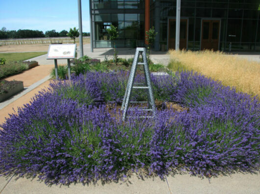 A Lavandula ‘Hidcote’ Dwarf Lavender 6" Pot in a garden.