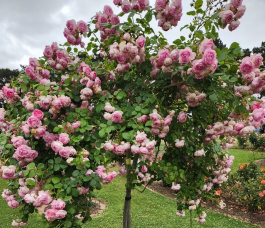 Rosa climbing rose Jasmina Pink blooms on a climbing rose pink