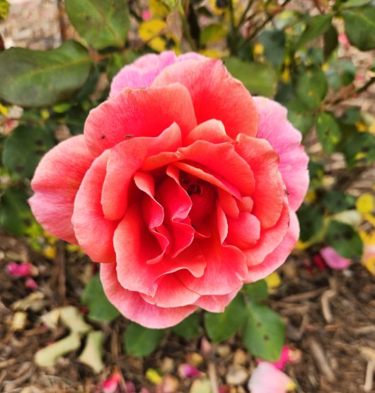 Rosa hybrid tea Duet Rose blooming in a garden on it's own peach pink petals