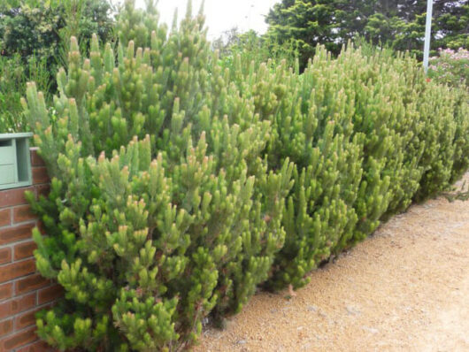 Adenanthos 'Woolly Bush'
