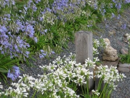 A garden with Agapanthus 'Dwarf White' 6" Pots and a wooden post.