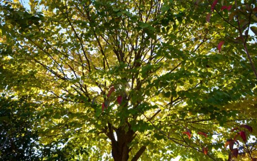 katsura tree cercidiphyllum japonicum