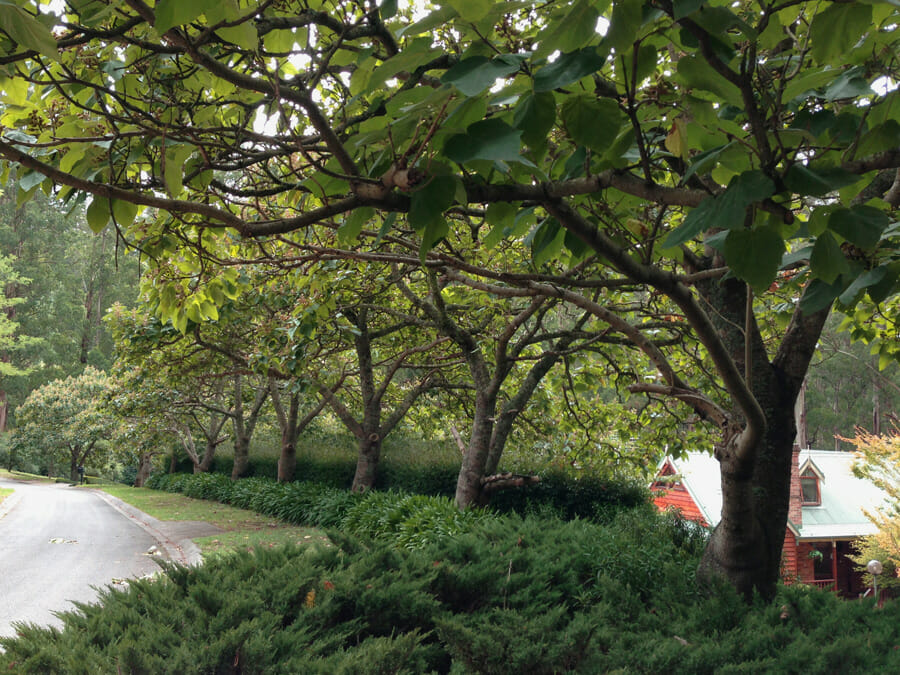 A road lined with trees and bushes.