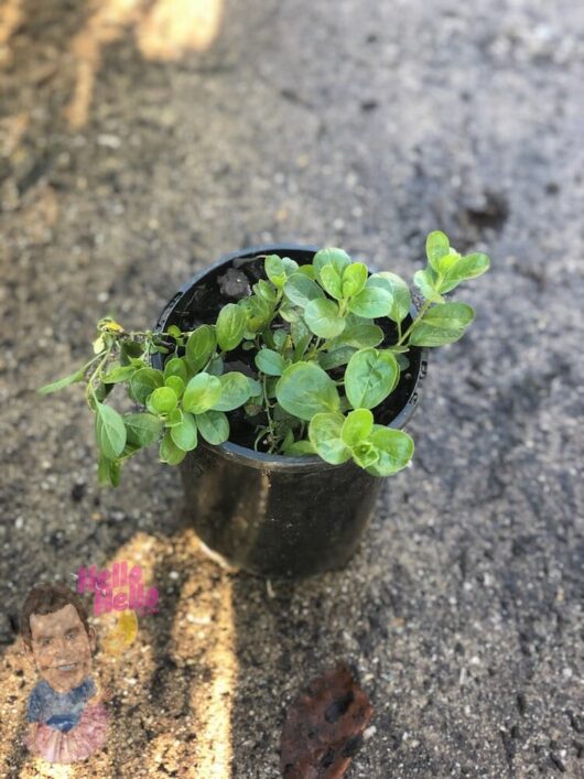 Blue Convolvulus 6" Pot @ Hello Hello Plants