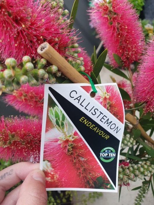 A close-up shows a hand holding a Callistemon 'Endeavour' Bottle Brush plant tag against vibrant pink bottle brush flowers.