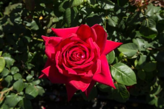Rose 'Camp David'