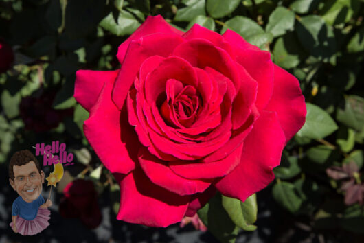 A vibrant red 'Rose' Camp David in full bloom with a cartoonish figure holding a sign that says "hello hello" on the bottom left corner.