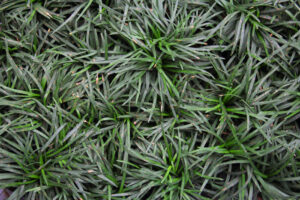 A close up of Ophiopogon 'Dwarf' Mondo Grass 3" Pot.