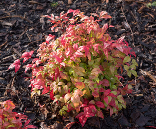 Nandina nana 'Dwarf Nandina' 3" Pot Growers Flash Sale!