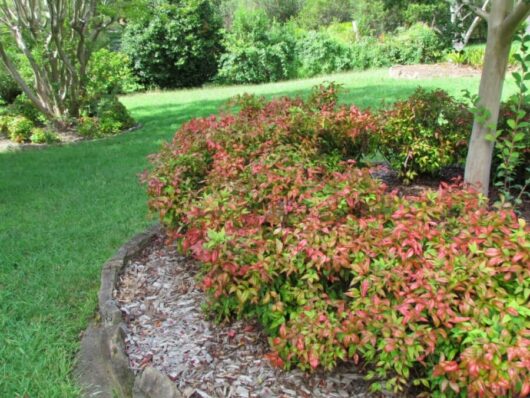 Nandina nana 'Dwarf Nandina'