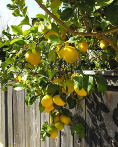 Eureka lemon tree