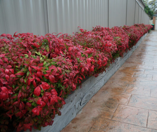 Nandina nana 'Dwarf Nandina'