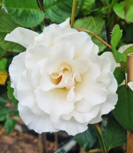 Rose 'Margaret Merril' 3ft Standard