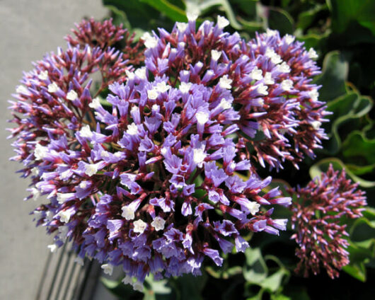 The Limonium 'Sea Lavender' 6" Pot flowers are purple and white.