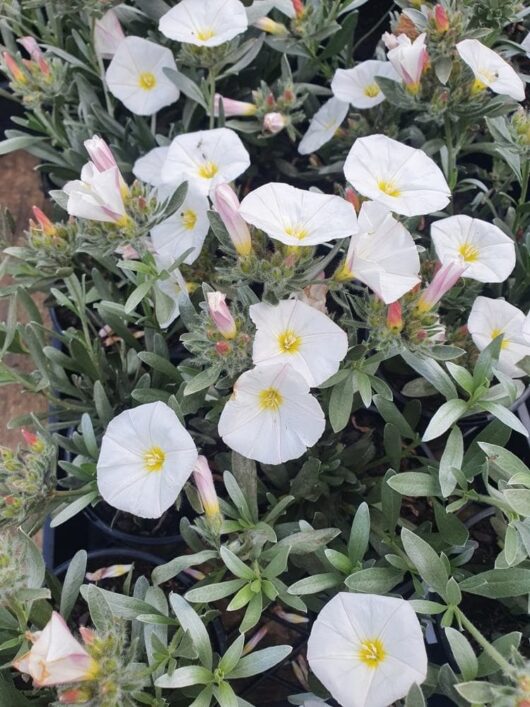 A group of Convolvulus 'Silver Bush' plants displays their beauty with white flowers, green leaves, and delicate pink buds.