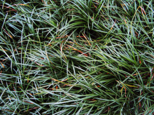 Tall Mondo Grass mass planted for a carpet effect