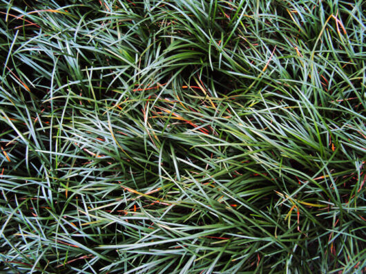 Ophiopogon 'Tall' Mondo Grass