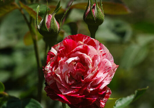 Peppermint Twist Rose @ Hello Hello Plants