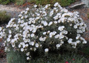 convolvulus cneorum Silver Bush flowering