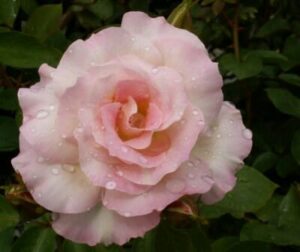 A delicate pink Rose 'Seduction' variety with droplets of water on its petals, against a backdrop of green leaves.