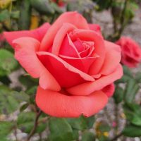 Rosa hybrid tea Fragrant Cloud Rose