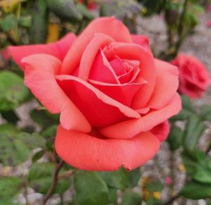 Rosa hybrid tea Fragrant Cloud Rose