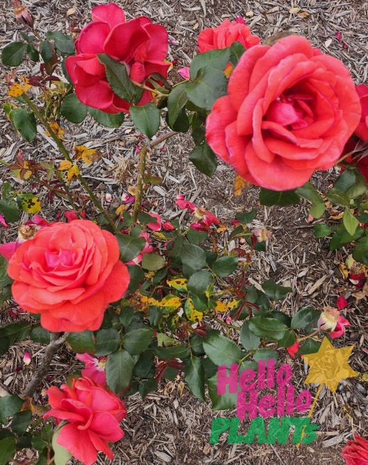 rose bush flowering large hybrid tea red blooms in a garden